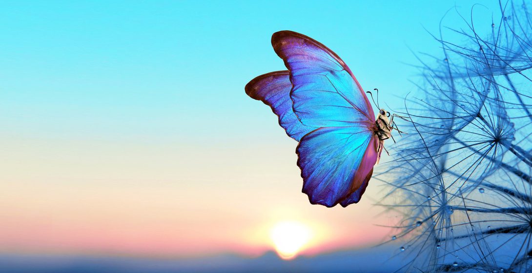 Schmetterling hellblau